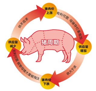 猪周期成新常态 多途径避风险